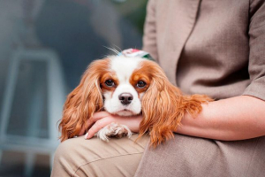 Hogyan válasszunk kiskutya cavalier king charles spaniel